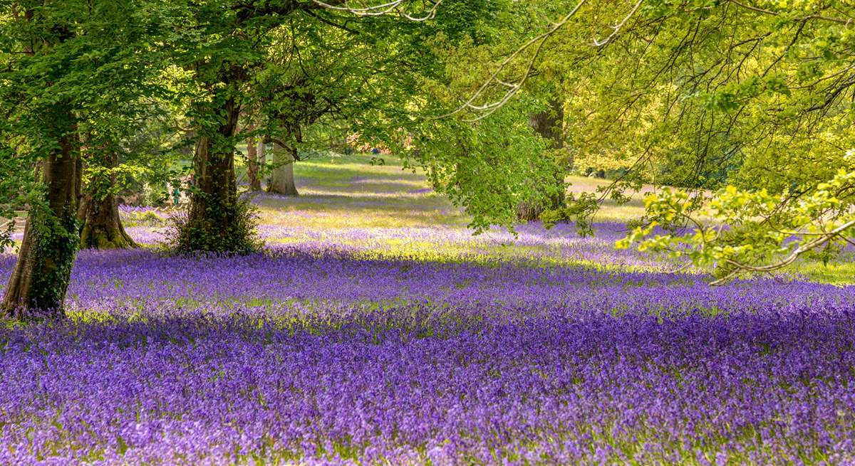 The bluebells at Enys Gardens look stunning during the spring.