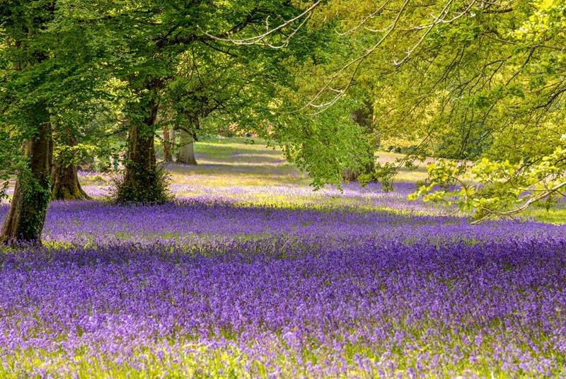 The bluebells at Enys Gardens look stunning during the spring.