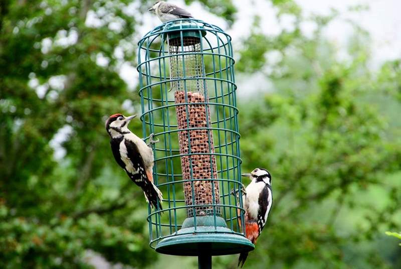 Keep a look out and you might spot these beautiful woodpeckers on the bird feeder.