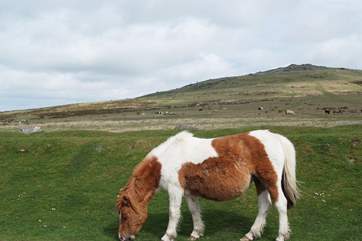 Dartmoor ponies!