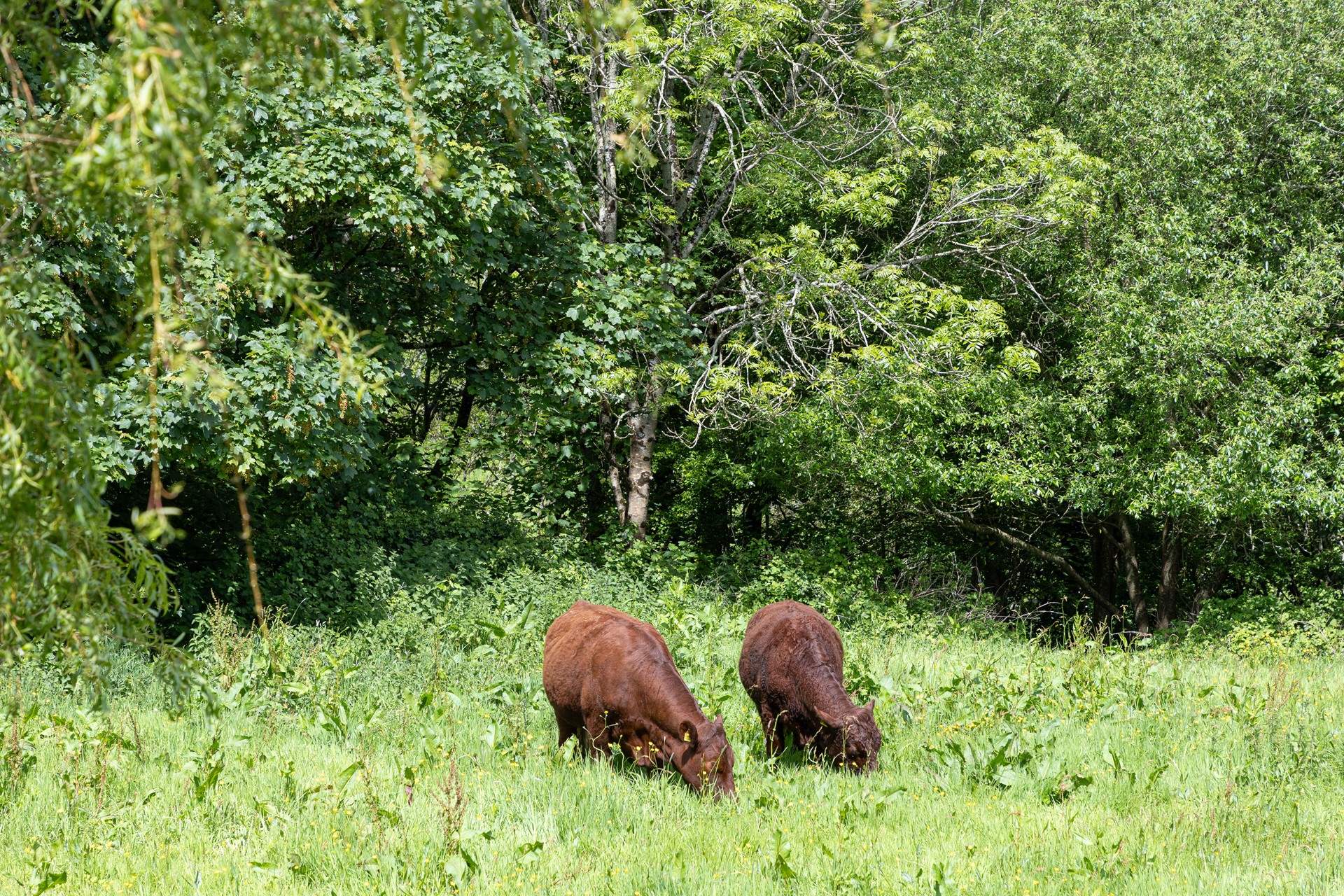 You may have a few neighbours that take up residence in the field. 