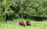 You may have a few neighbours that take up residence in the field.  - Thumbnail Image