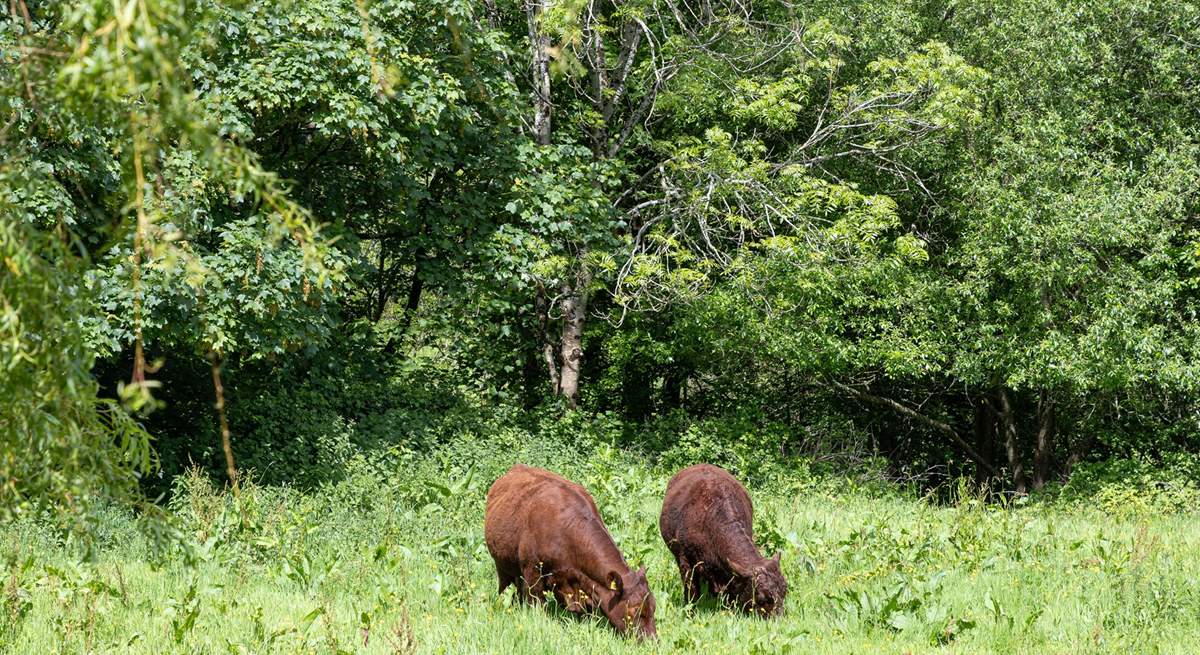 You may have a few neighbours that take up residence in the field. 