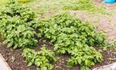 Sustainability is key at Home Farm, and the raised vegetable patches are all made from existing materials found on the farm. - Thumbnail Image