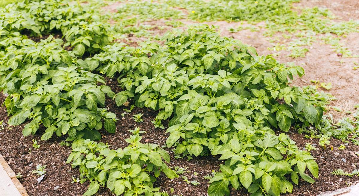 Sustainability is key at Home Farm, and the raised vegetable patches are all made from existing materials found on the farm.