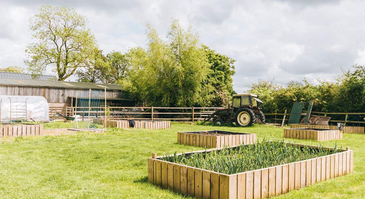 Pick your own veg and herbs in season