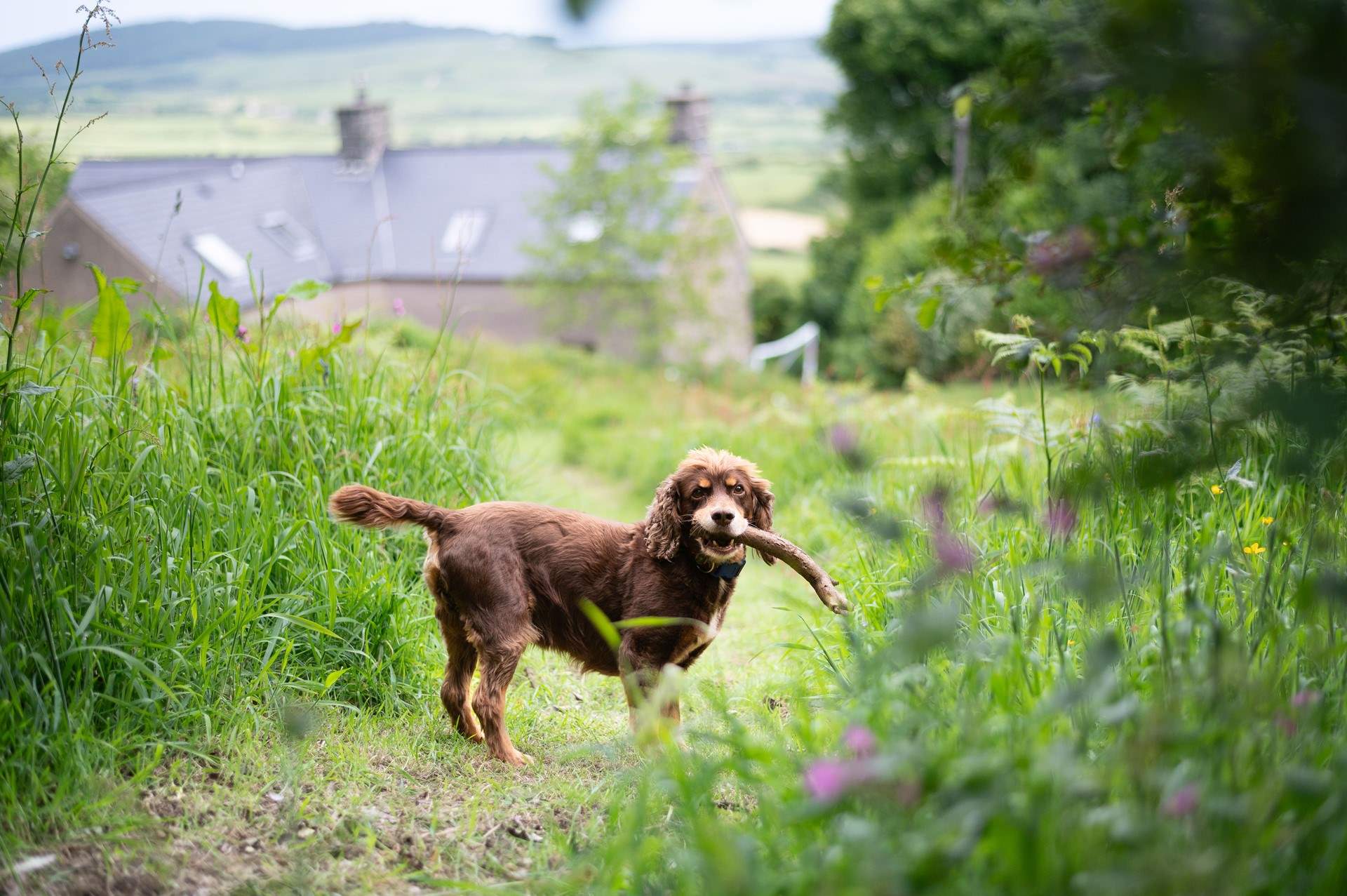 With walks right on your doorstep, this lovely location is perfect for the early walk with your four legged family member.