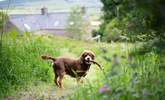 With walks right on your doorstep, this lovely location is perfect for the early walk with your four legged family member. - Thumbnail Image