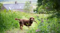 With walks right on your doorstep, this lovely location is perfect for the early walk with your four legged family member.