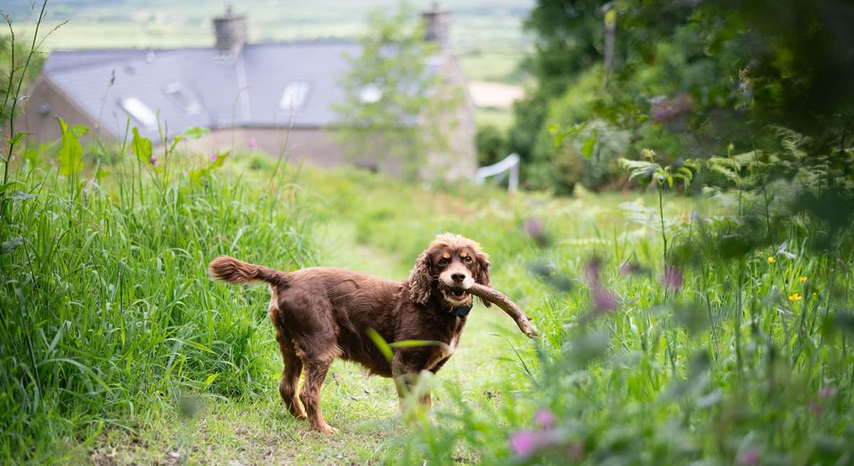 With walks right on your doorstep, this lovely location is perfect for the early walk with your four legged family member.