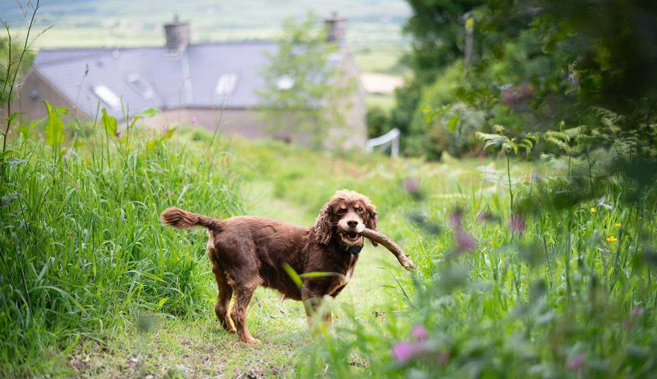 With walks right on your doorstep, this lovely location is perfect for the early walk with your four legged family member.