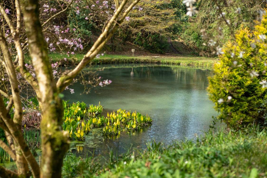 The grounds are simply stunning with camellias, magnolias, rhododendrons and hydrangeas creating a colourful display. Please take care with young children around the pond - which is set a distance away from the house.