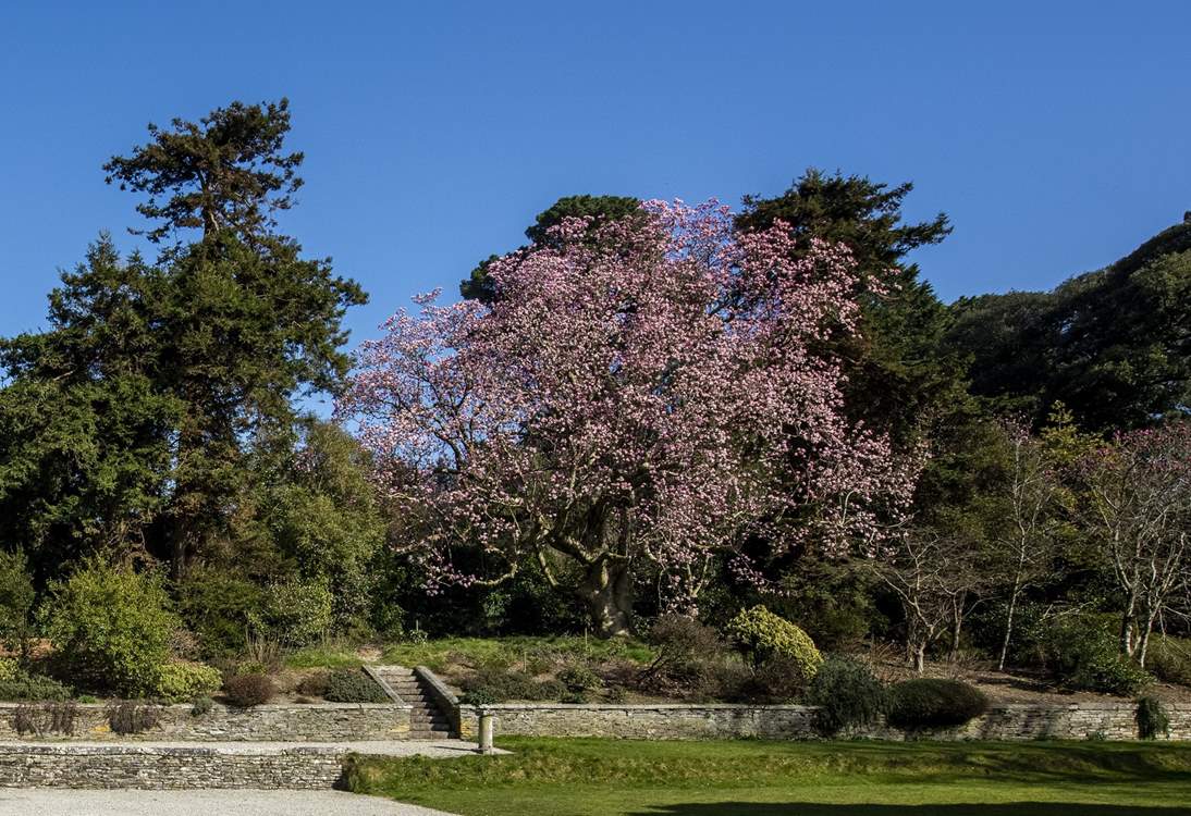 This stunning magnolia puts on a stunning display, and signifies the start of Spring.