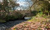 The magnolia creates a stunning display over the river. - Thumbnail Image