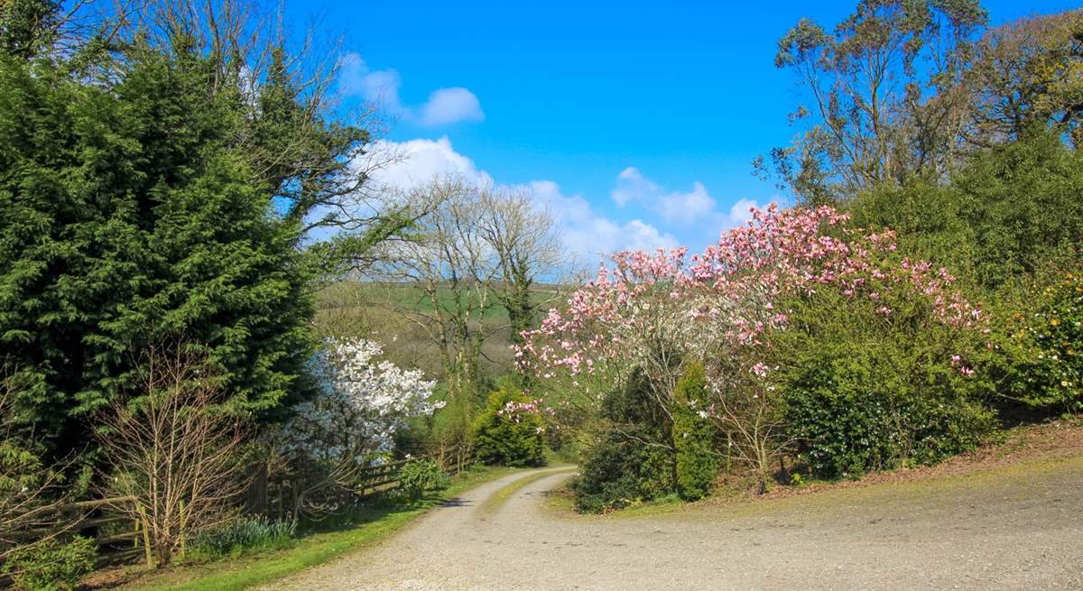 Magnolias, camellias and rhododendrons add beautiful pops of colour.