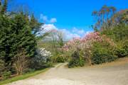 Magnolias, camellias and rhododendrons add beautiful pops of colour.
