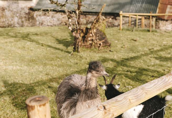 Don't be startled, they've only come to say hello! 