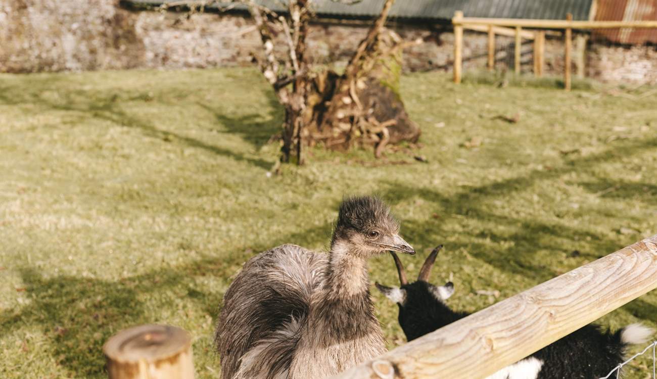 Don't be startled, they've only come to say hello! 