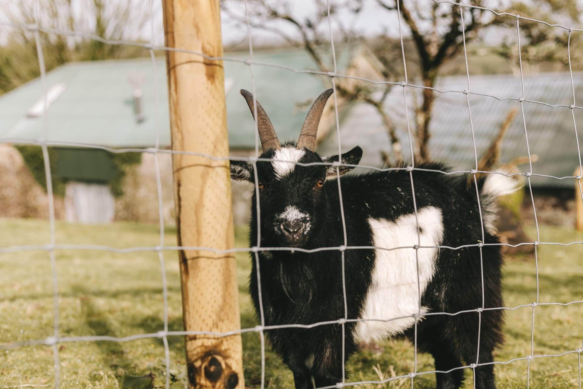 The neighbours are very cute.