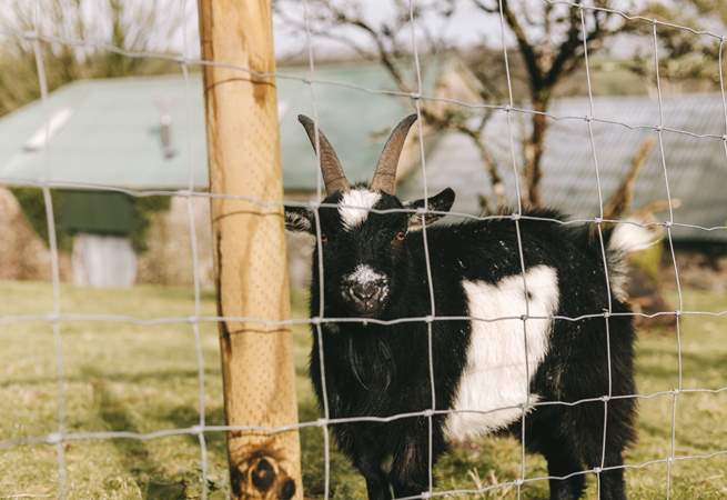 The neighbours are very cute.