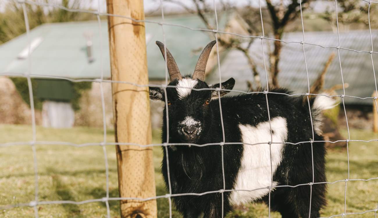 The neighbours are very cute.