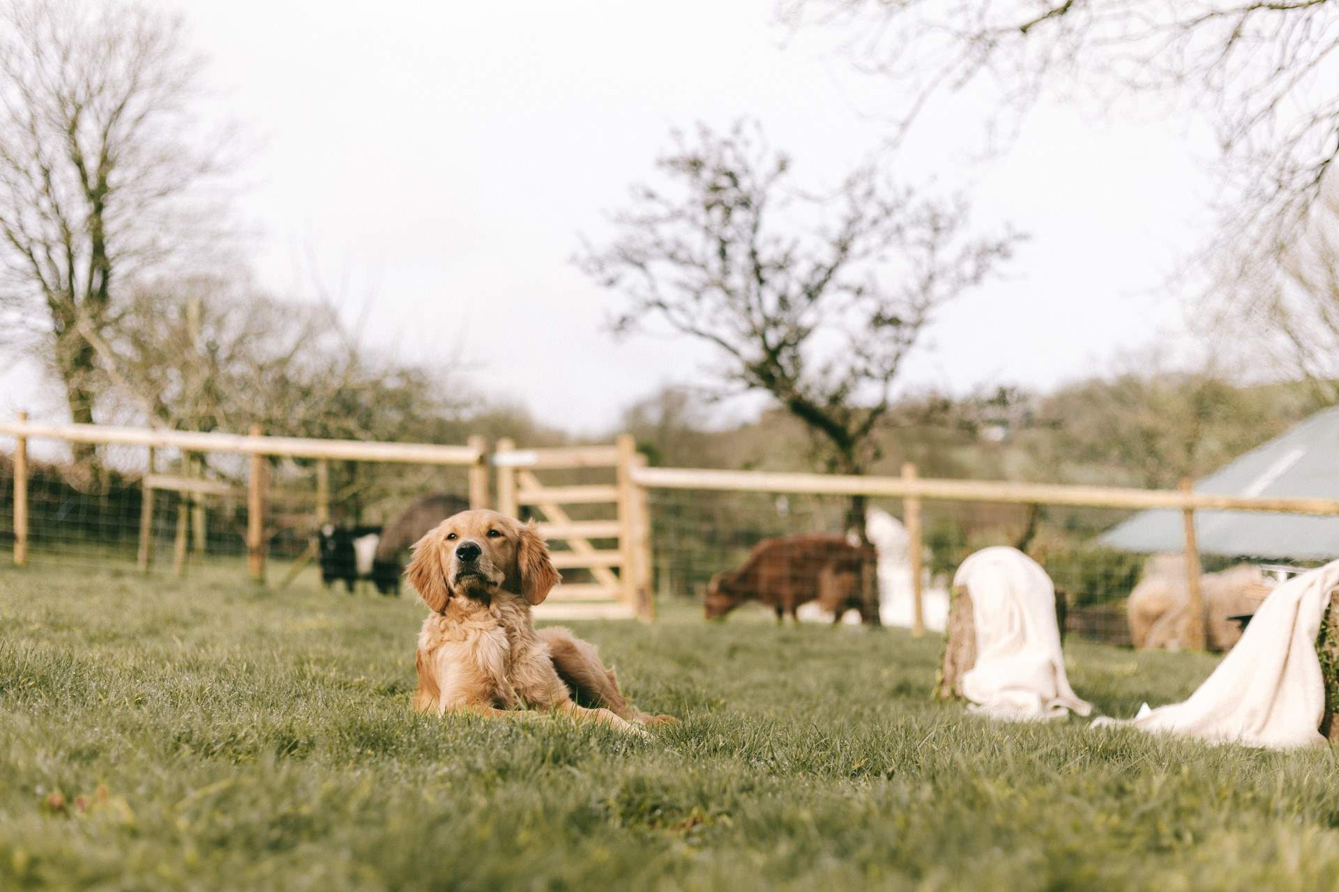 We know that the family pooch will enjoy every moment in the huge garden and surrounding woods.