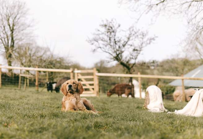 We know that the family pooch will enjoy every moment in the huge garden and surrounding woods.