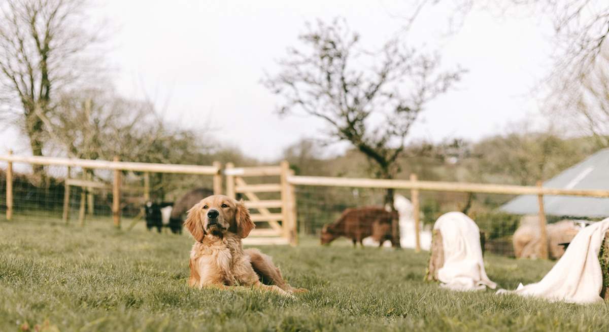 We know that the family pooch will enjoy every moment in the huge garden and surrounding woods.