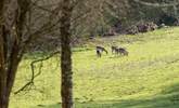 The fields are a haven for deer and wildlife. - Thumbnail Image