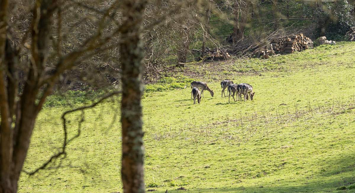 The fields are a haven for deer and wildlife.