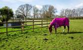 You may be lucky to spot the owner's horses that are sometimes grazing in the paddocks. - Thumbnail Image