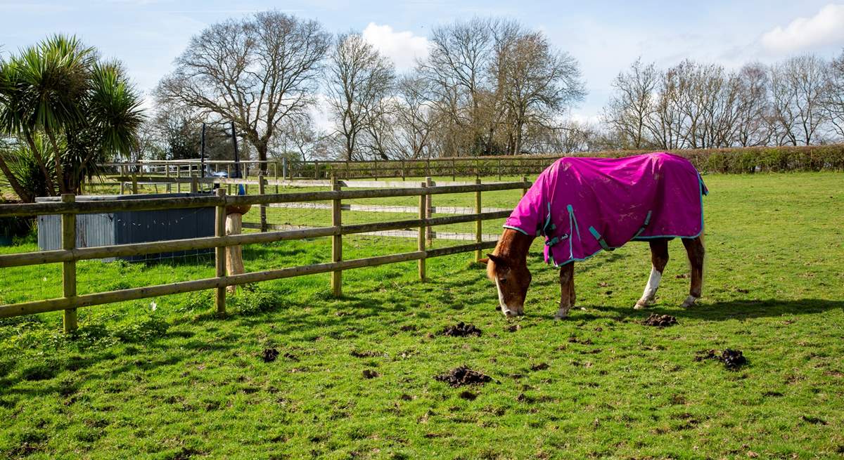 You may be lucky to spot the owner's horses that are sometimes grazing in the paddocks.