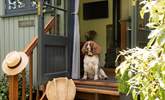 Owl's Rest is the perfect dog friendly getaway.  - Thumbnail Image