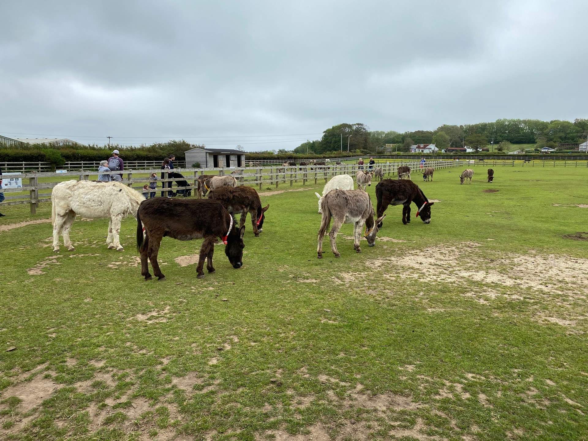 The Donkey Sanctuary is a great place for all the family.