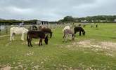 The Donkey Sanctuary is a great place for all the family. - Thumbnail Image