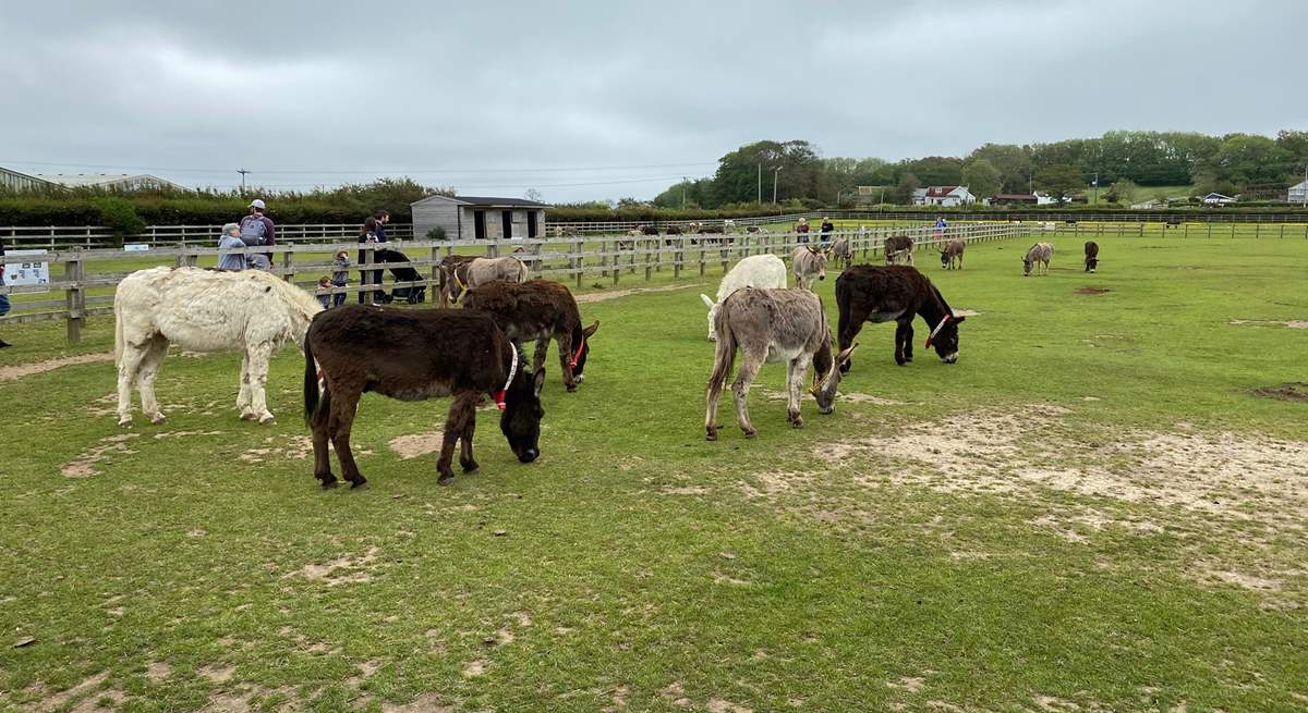 The Donkey Sanctuary is a great place for all the family.