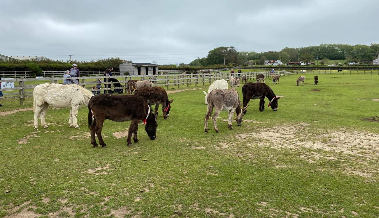 The Donkey Sanctuary is a great place for all the family.