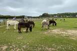 The Donkey Sanctuary is a great place for all the family.