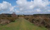 Woodbury Common is nearby, ideal for dog walks. - Thumbnail Image