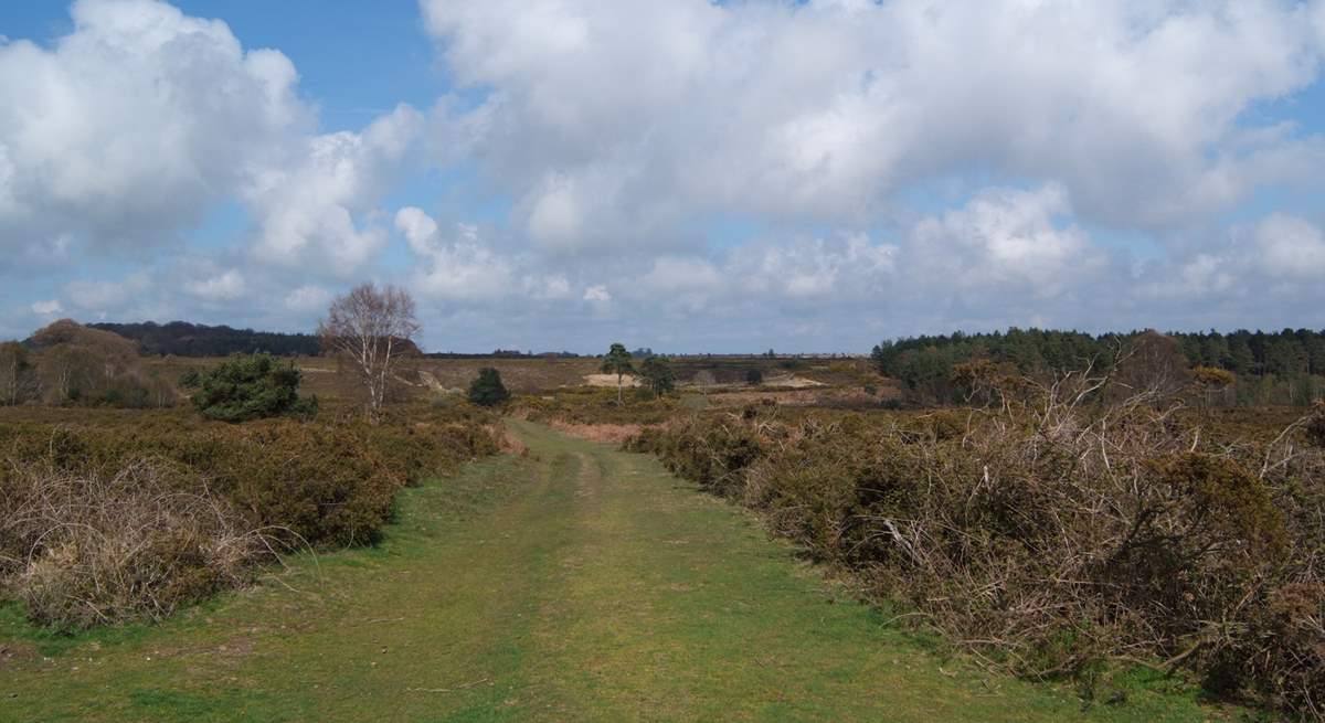 Woodbury Common is nearby, ideal for dog walks.