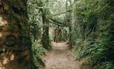 Walk through time down Hell Lane - Dorset's famous holloway. - Thumbnail Image