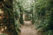 Walk through time down Hell Lane - Dorset's famous holloway.
