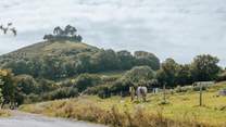 Nearby Symondsbury Estate makes a lovely day out - a cafe, farm animals and the chance to enjoy the views from the top of Colmer's Hill (if you fancy the climb!).