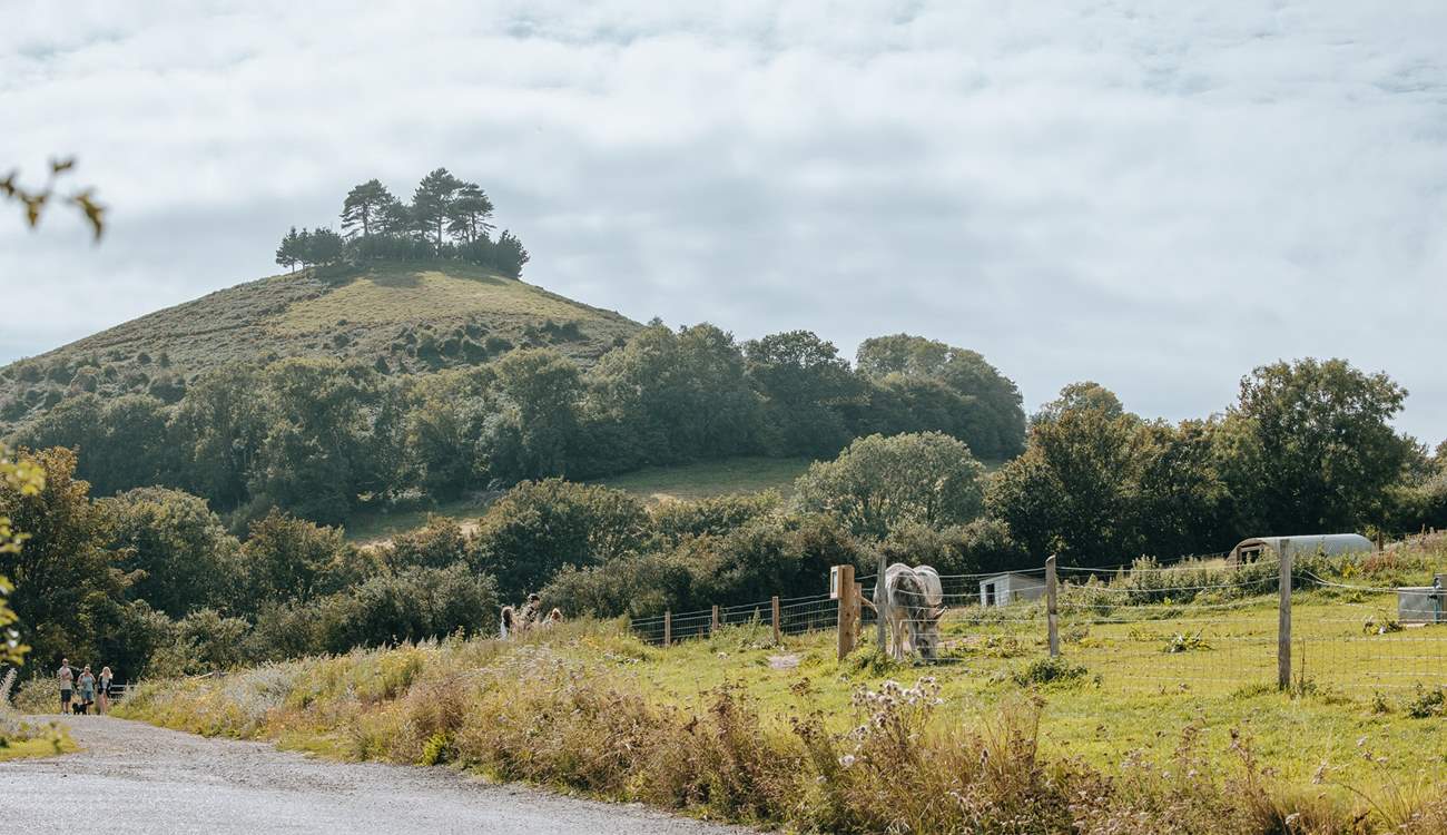 Nearby Symondsbury Estate makes a lovely day out - a cafe, farm animals and the chance to enjoy the views from the top of Colmer's Hill (if you fancy the climb!).