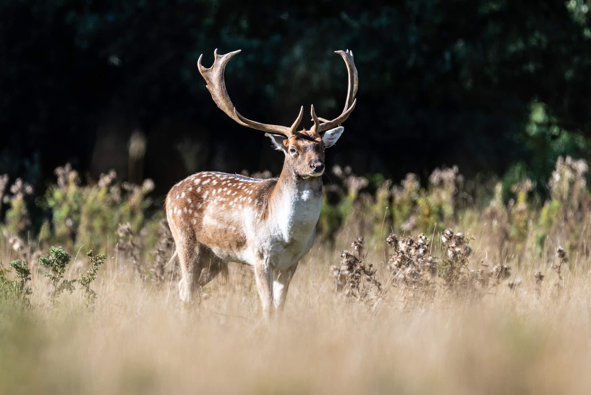 Admire the majestic deer herd at Holkham Hall a short drive away.