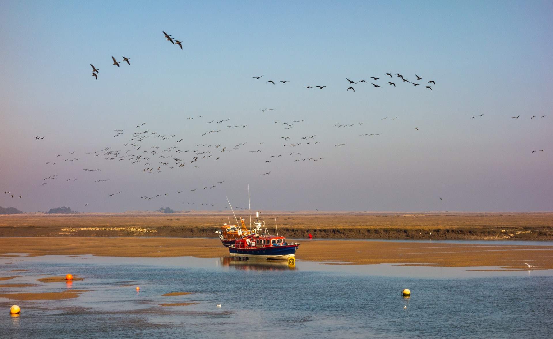 Spectacular birdlife adorns the sky.