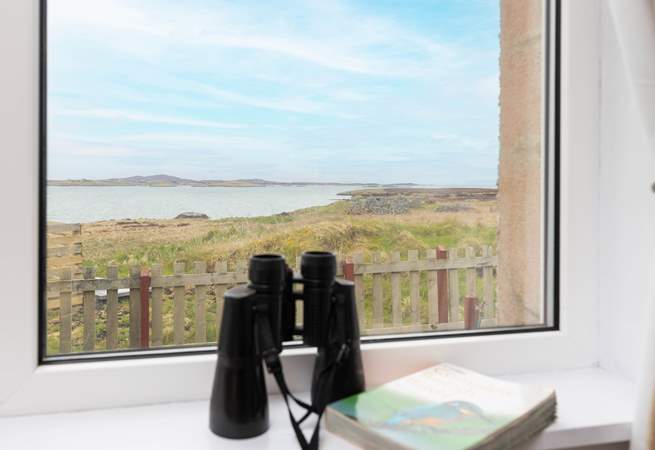 How many birds will you spot?