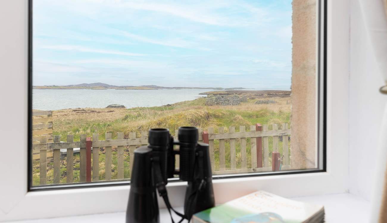 How many birds will you spot?