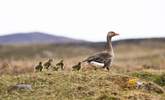 Spot the baby geese.  - Thumbnail Image