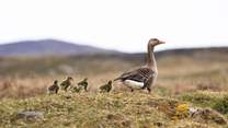 Spot the baby geese. 